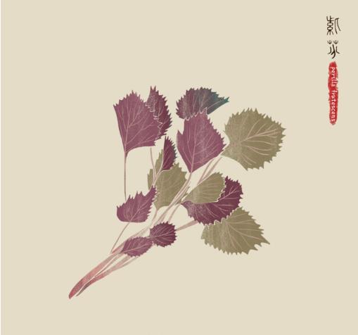 孕妇能吃紫苏加红糖煮鸡蛋吗,紫苏孕妇吃有什么好处和功效