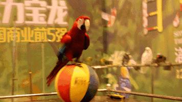 百鸟展门票,百鸟展门票早鸟票