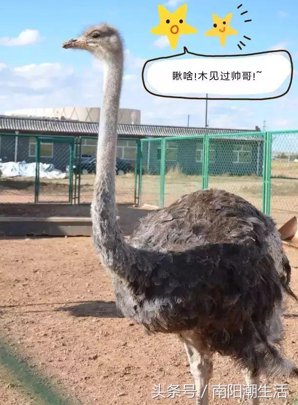 百鸟展门票,百鸟展门票早鸟票