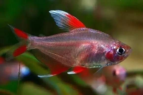 超可爱又奇特的宠物,最让人感到难以理解的奇特宠物