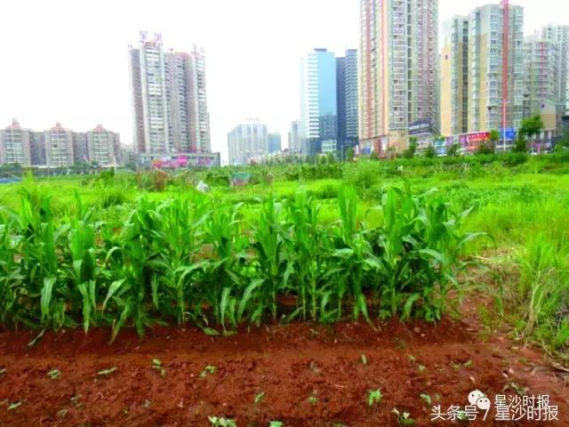 wow对比,wow变化