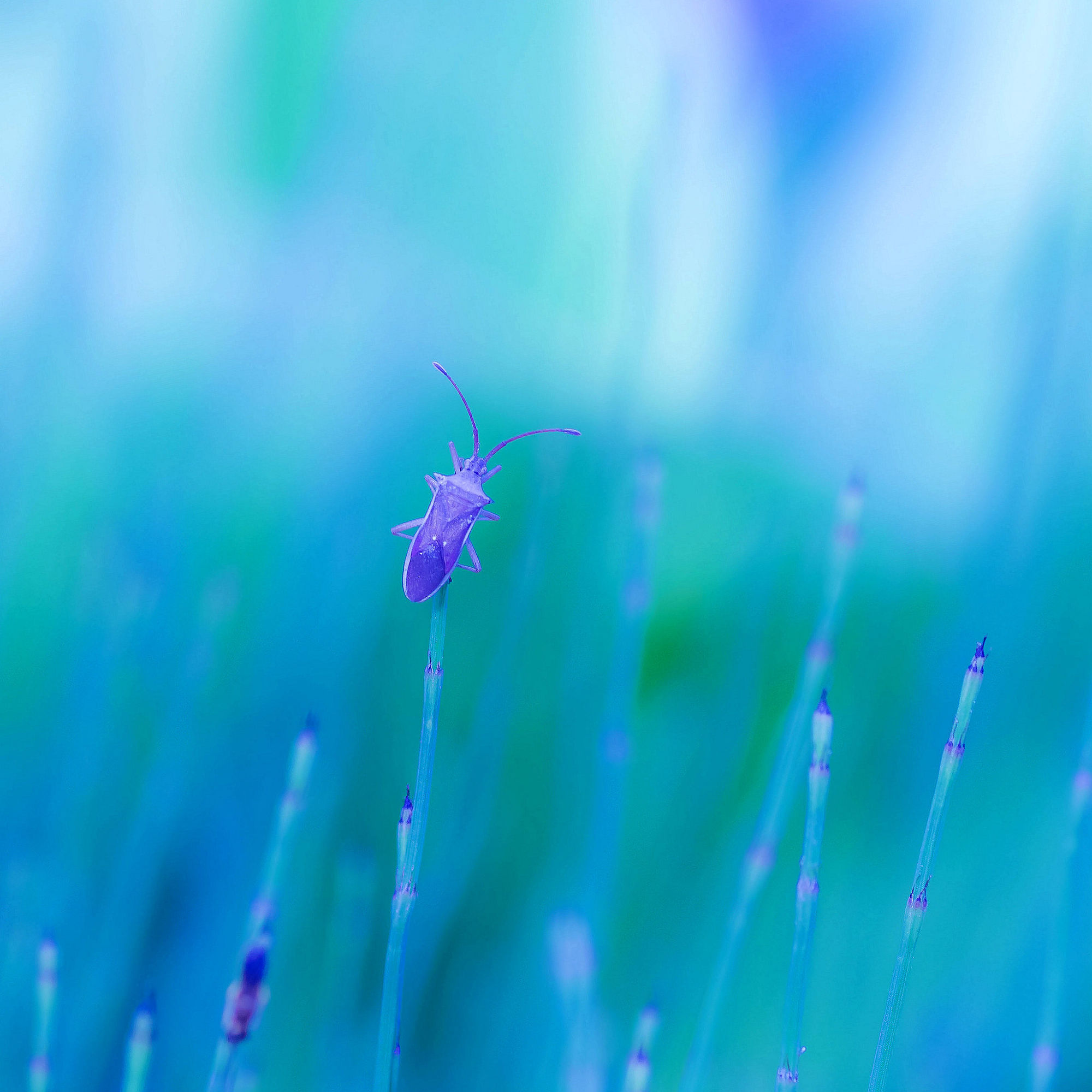 秋风秋雨秋世界—虫虫集
