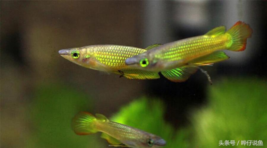 50块钱一条金龙鱼,2万元一条金龙鱼
