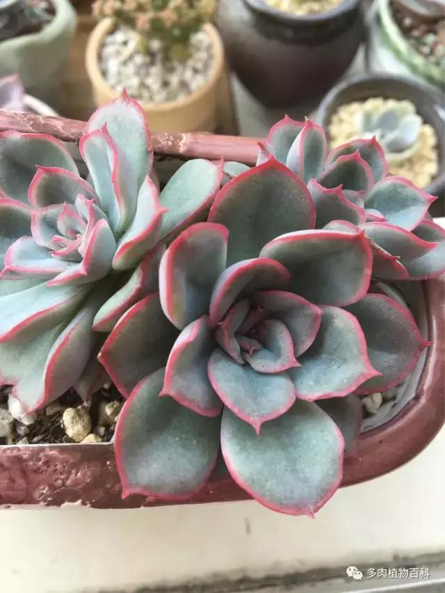 秋风送爽适用于九月吗,秋风送爽赏景天