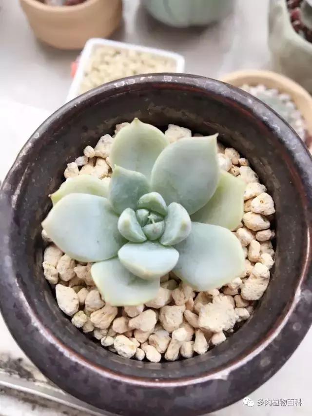 秋风送爽适用于九月吗,秋风送爽赏景天