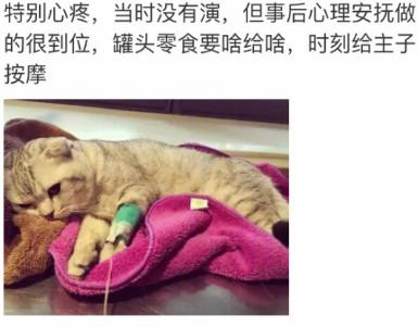 网友家猫主子绝育后的反应，以及绝育准备和护理知识