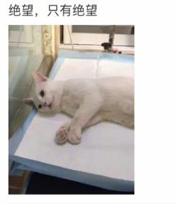 网友家猫主子绝育后的反应，以及绝育准备和护理知识