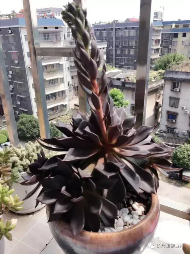 秋风送爽适用于九月吗,秋风送爽赏景天