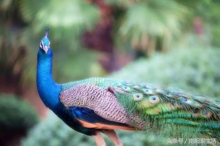 百鸟展门票,百鸟展门票早鸟票