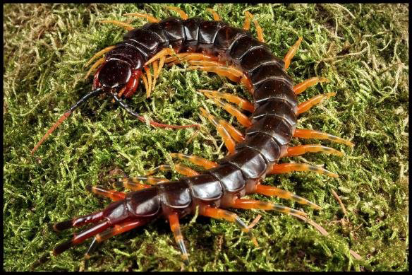 超可爱又奇特的宠物,最让人感到难以理解的奇特宠物