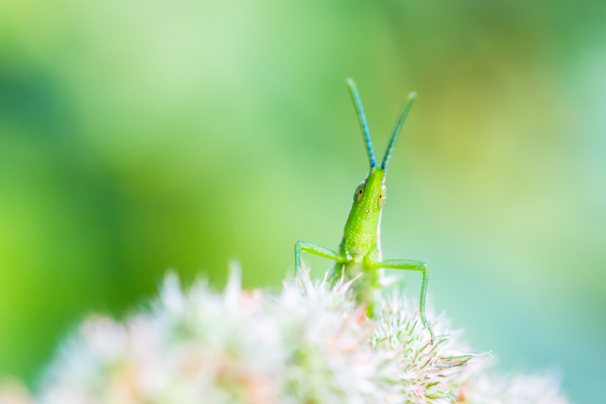 秋风秋雨秋世界—虫虫集