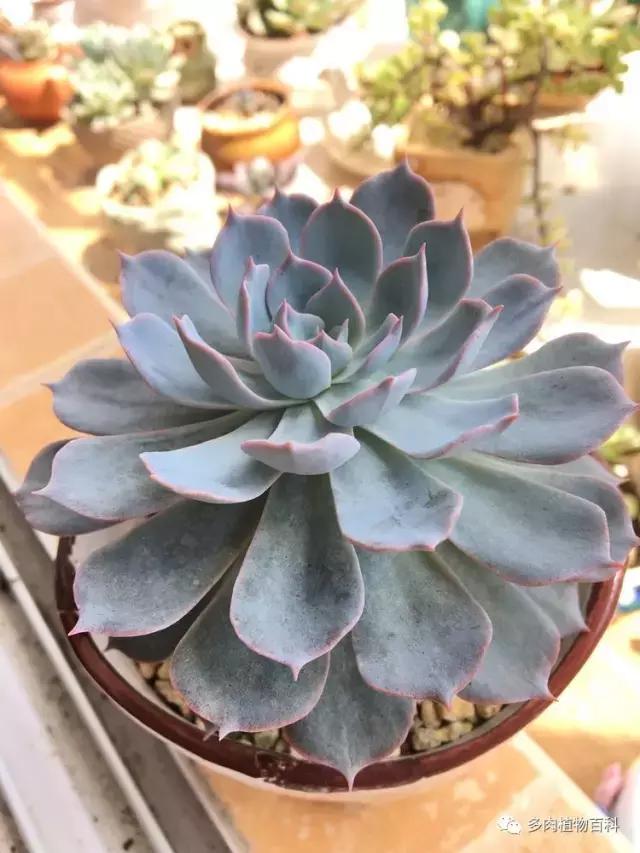 秋风送爽适用于九月吗,秋风送爽赏景天