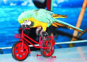 百鸟展门票,百鸟展门票早鸟票