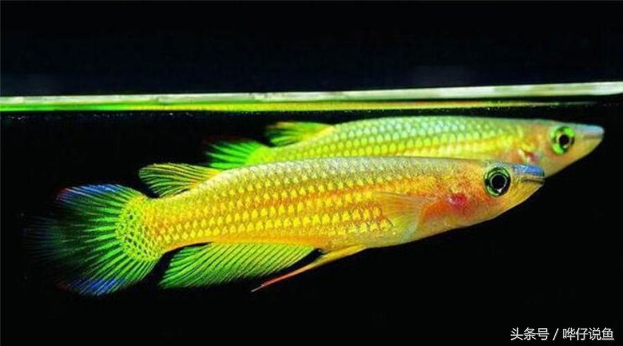 50块钱一条金龙鱼,2万元一条金龙鱼
