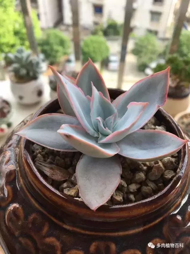 秋风送爽适用于九月吗,秋风送爽赏景天