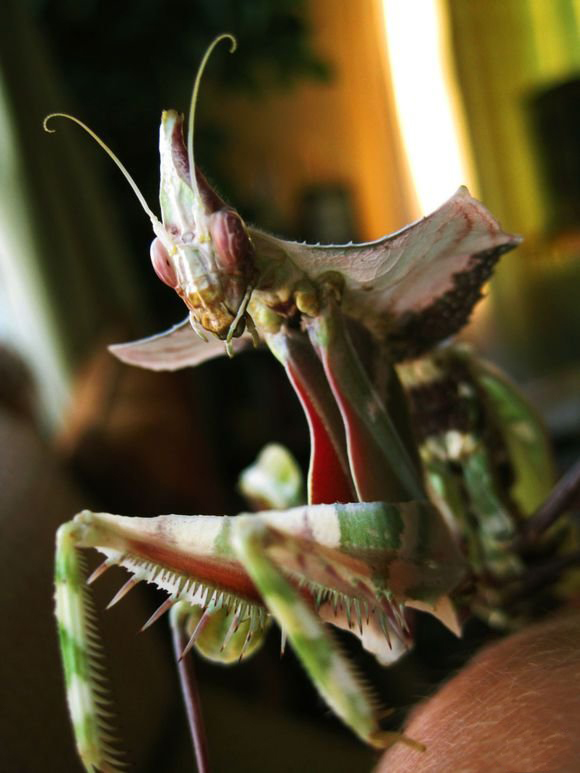 超可爱又奇特的宠物,最让人感到难以理解的奇特宠物