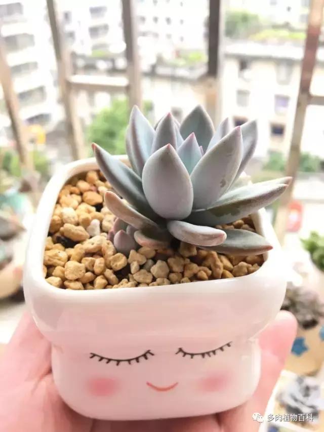 秋风送爽适用于九月吗,秋风送爽赏景天