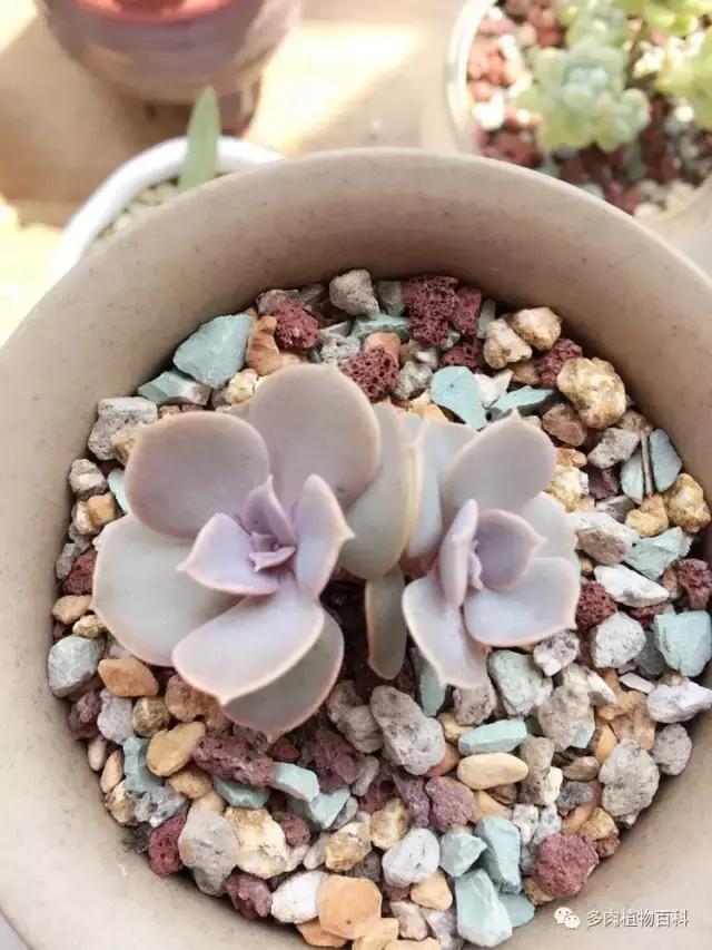 秋风送爽适用于九月吗,秋风送爽赏景天