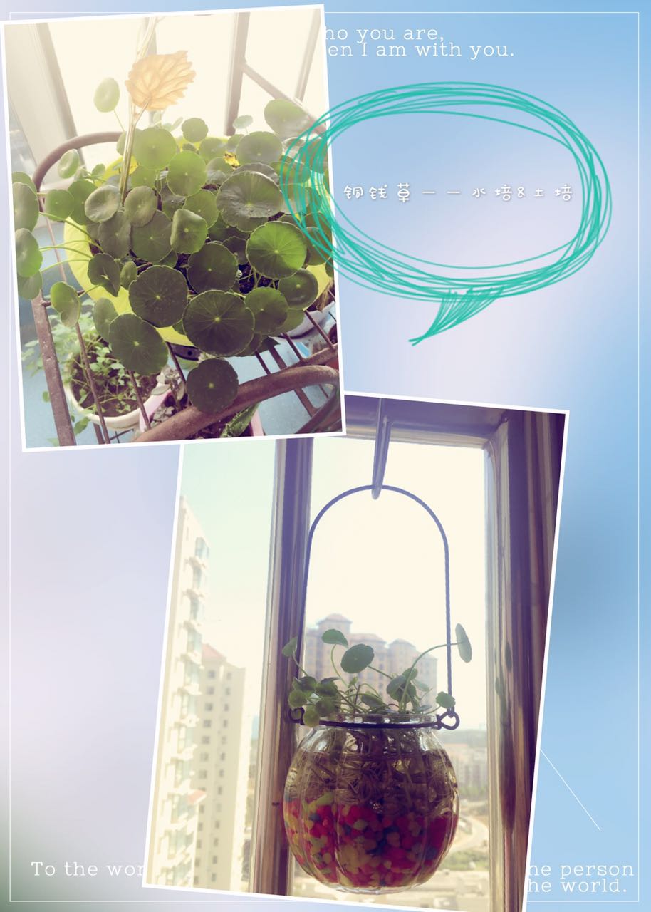 孕期适合室内养的植物,孕妇适合室内养什么绿植