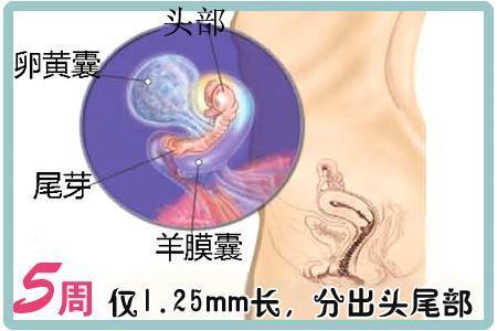 孕期孕妇有可能出现的症状有哪些,怀孕50天孕妇的症状有哪些