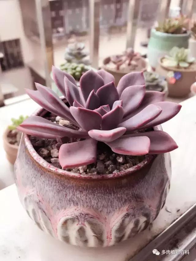 秋风送爽适用于九月吗,秋风送爽赏景天