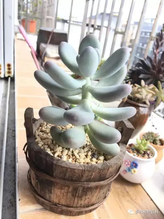 秋风送爽适用于九月吗,秋风送爽赏景天