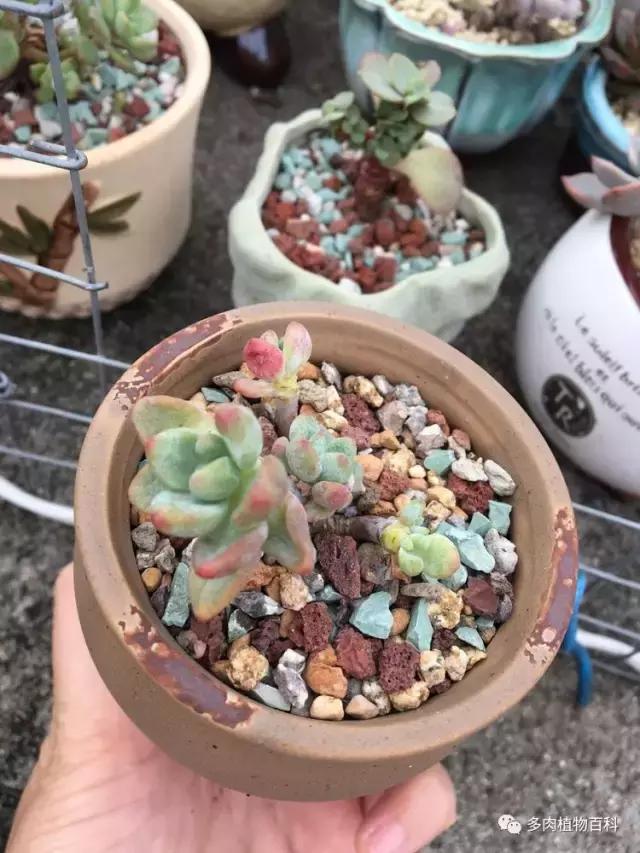 秋风送爽适用于九月吗,秋风送爽赏景天