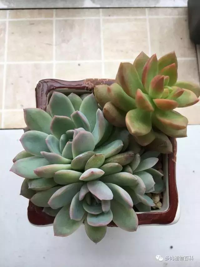 秋风送爽适用于九月吗,秋风送爽赏景天