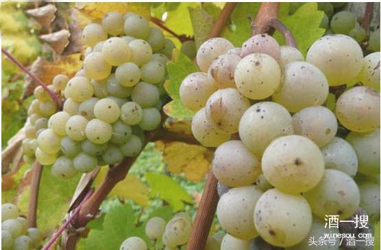 雷司令半干型白葡萄酒特点,雷司令半甜白葡萄酒测评