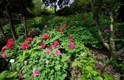 精选南岸嘿巴适农家乐，这个国庆节有得耍，让你嗨到不想回家！