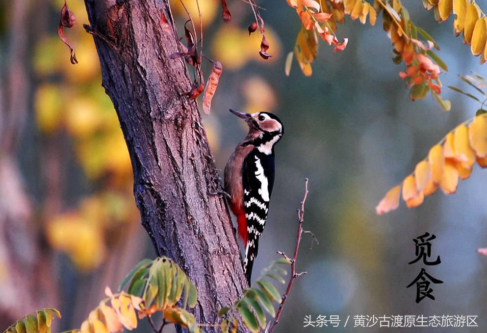 国庆节假期去宁夏旅游需要准备什么,国庆节宁夏三天两晚旅游攻略