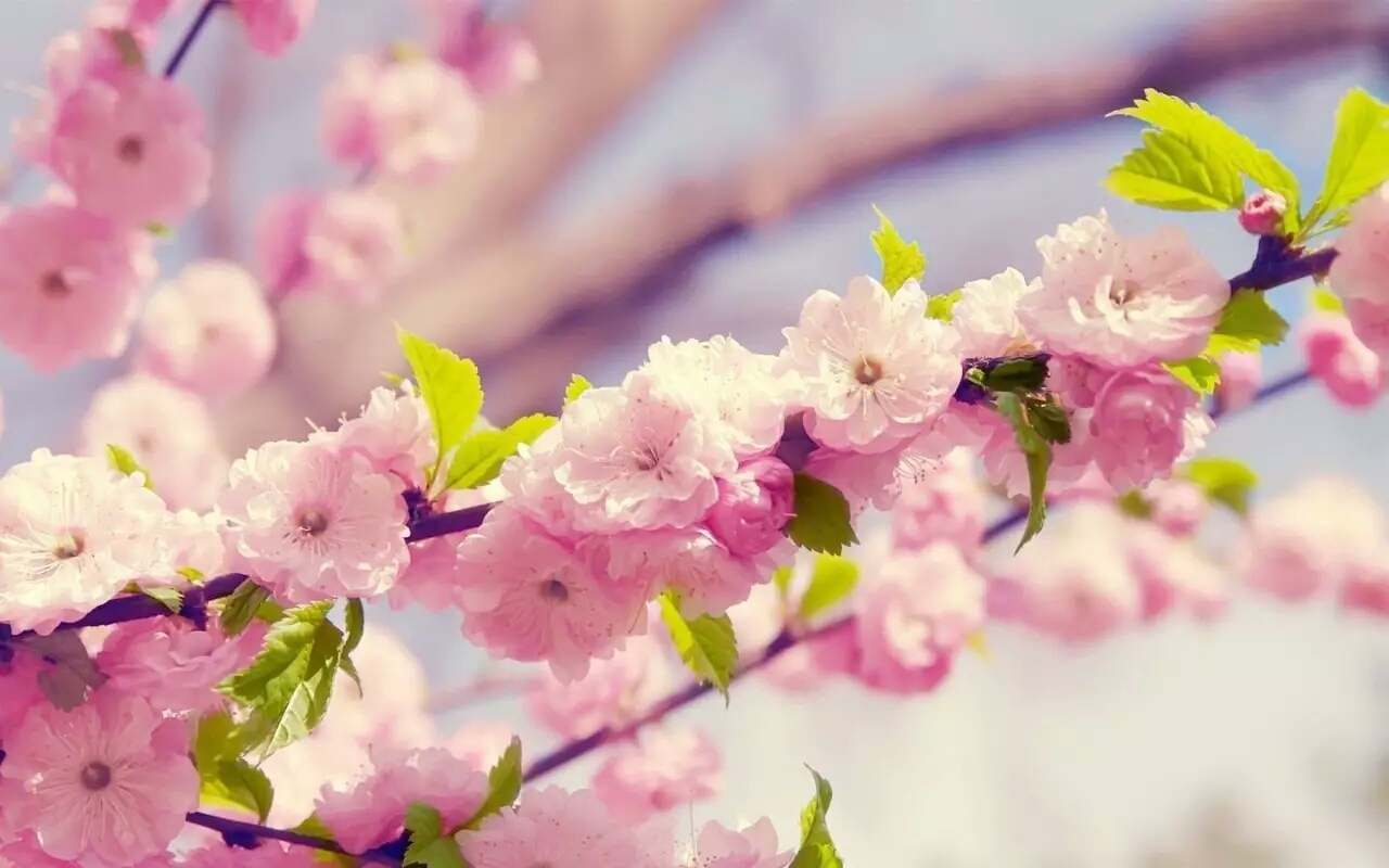 各个国家的国花有什么,各个国家的国花是什么花