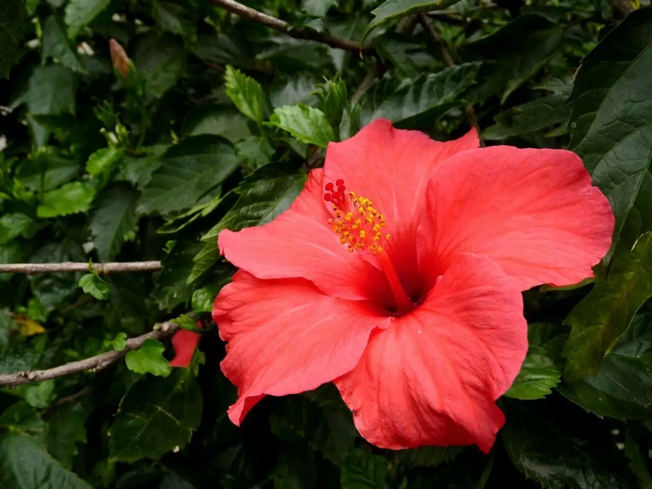 各个国家的国花有什么,各个国家的国花是什么花