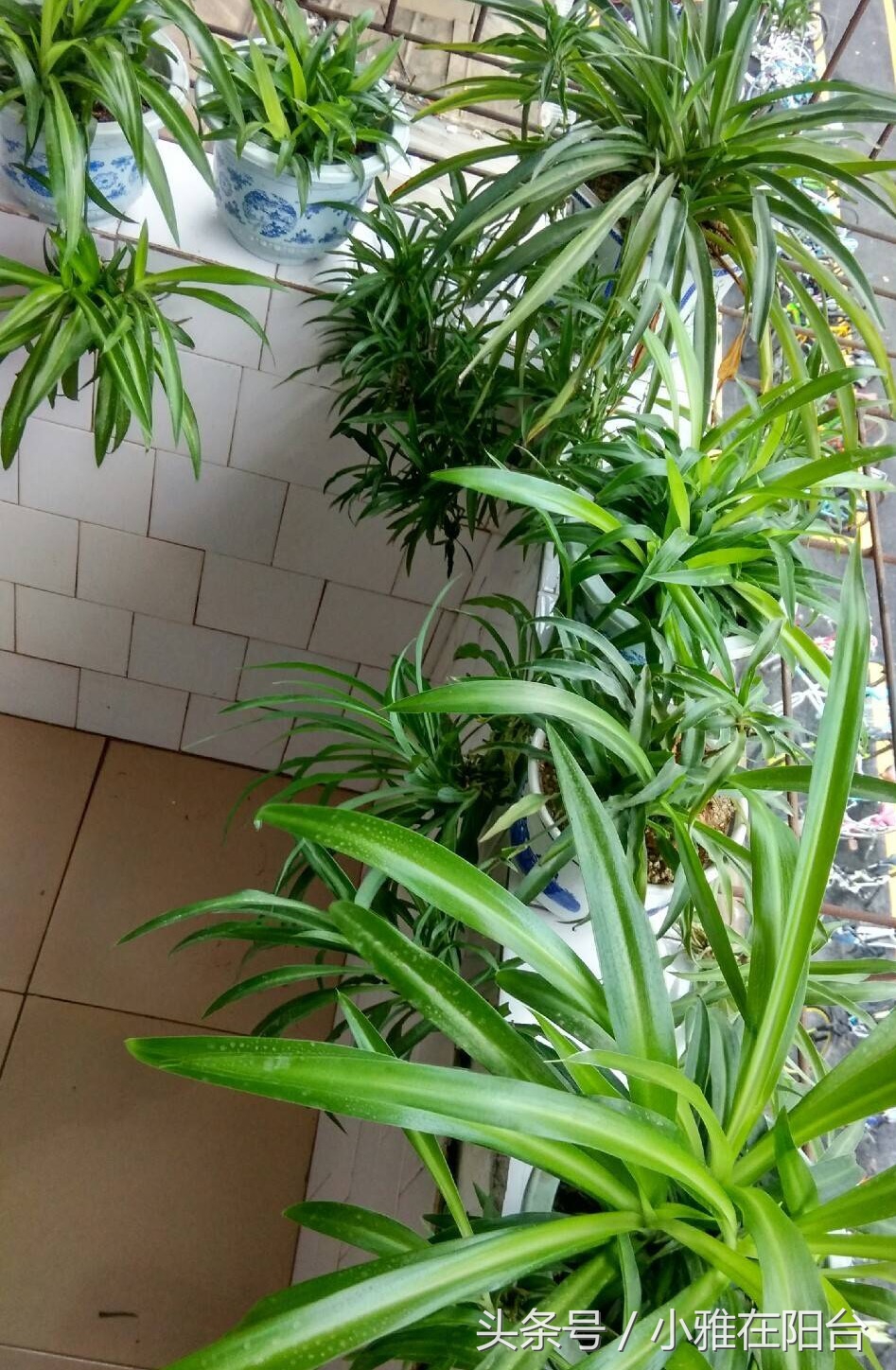 吊兰怎么养才能旺盛容易开花,室内养的吊兰有哪些品种及图片