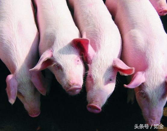 猪为什么能生那么多崽,猪怎么生崽