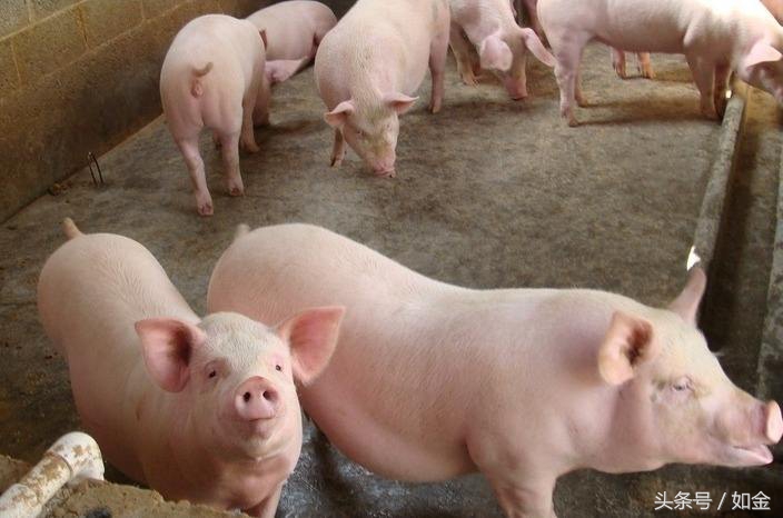 猪为什么能生那么多崽,猪怎么生崽