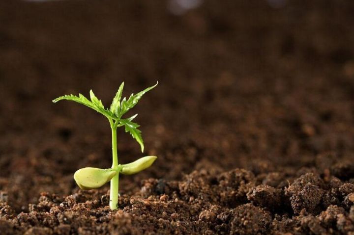 快速自制营养土最简单的方法,家中种菜自制营养土简单又实用