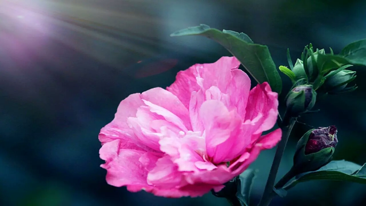 各个国家的国花有什么,各个国家的国花是什么花