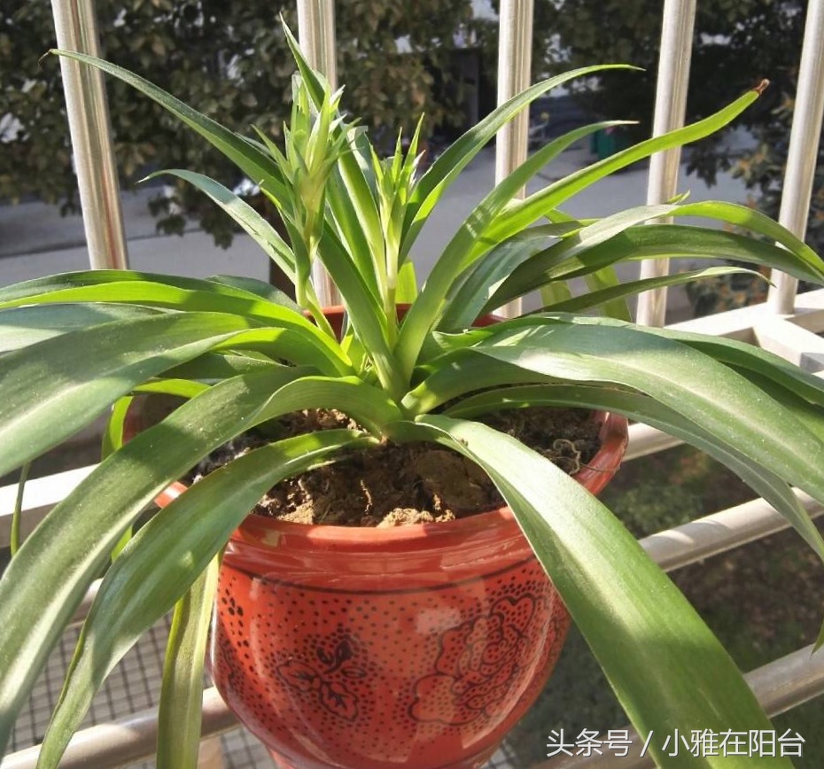 吊兰怎么养才能旺盛容易开花,室内养的吊兰有哪些品种及图片