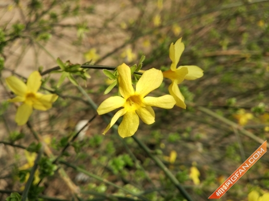 小米4s55寸曲面屏评测,小米4s和其他手机对比