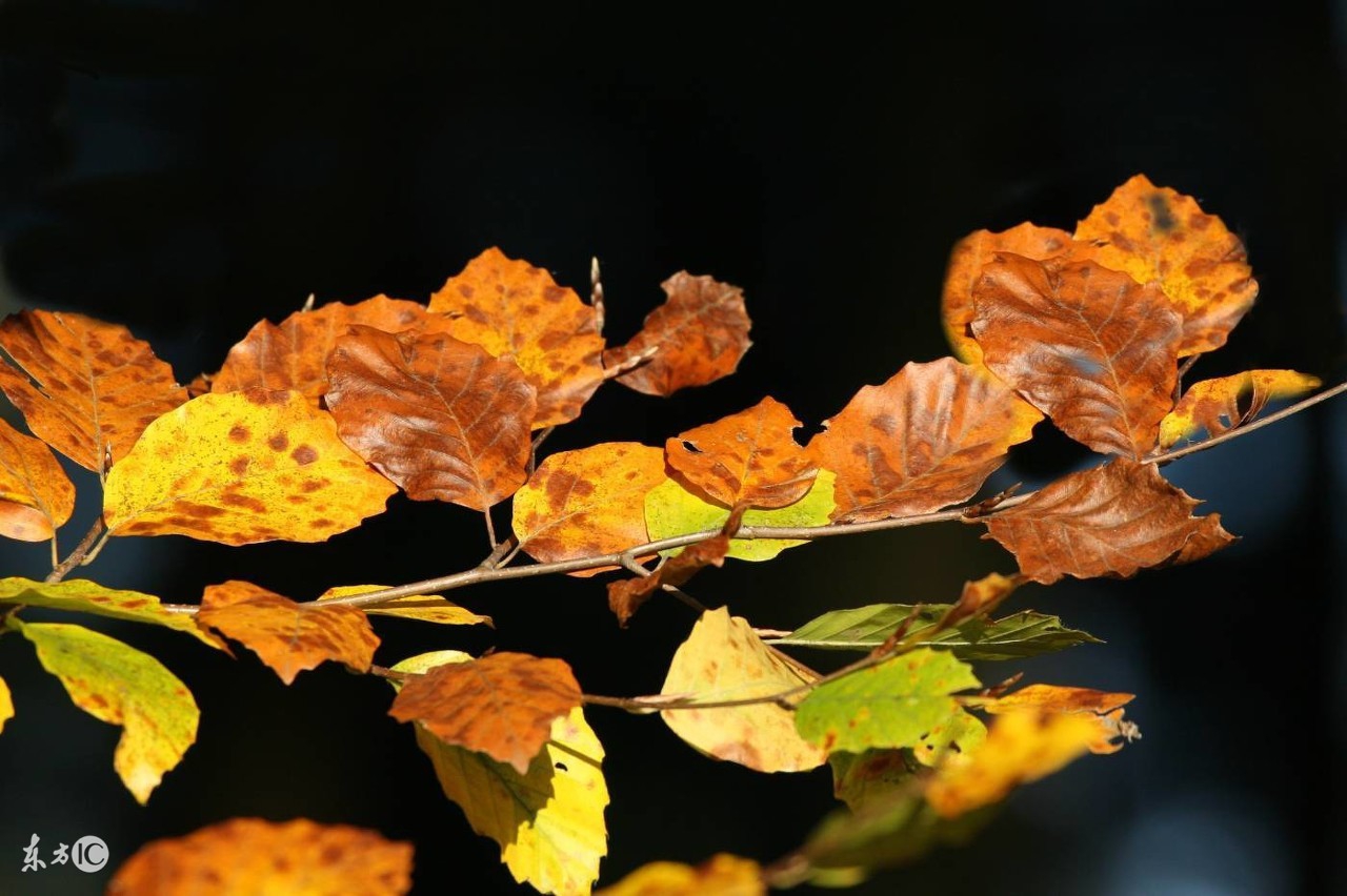 秋分问候祝福语微信,秋分早上好问候图文
