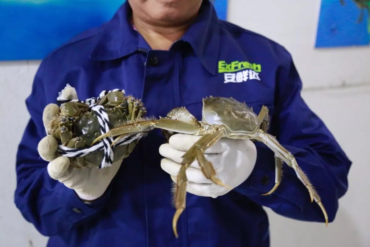 今年的阳澄湖沙家浜大戏，安鲜达初登场成主角