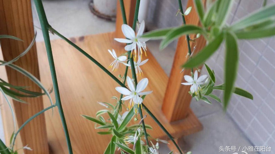 吊兰怎么养才能旺盛容易开花,室内养的吊兰有哪些品种及图片