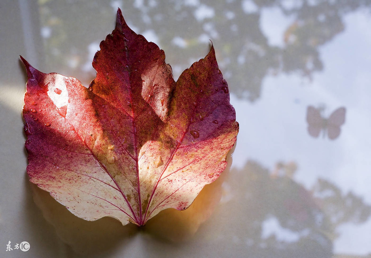 秋分问候祝福语微信,秋分早上好问候图文