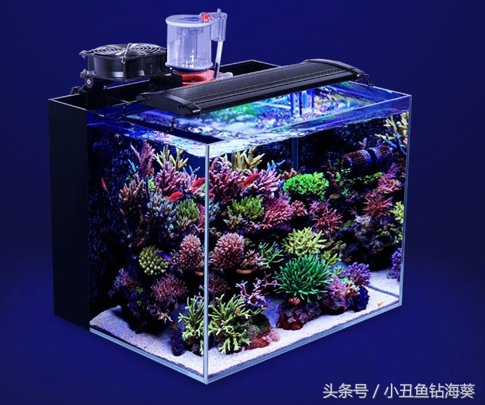海水缸要不要开白光,fot海水鱼缸开缸视频教程