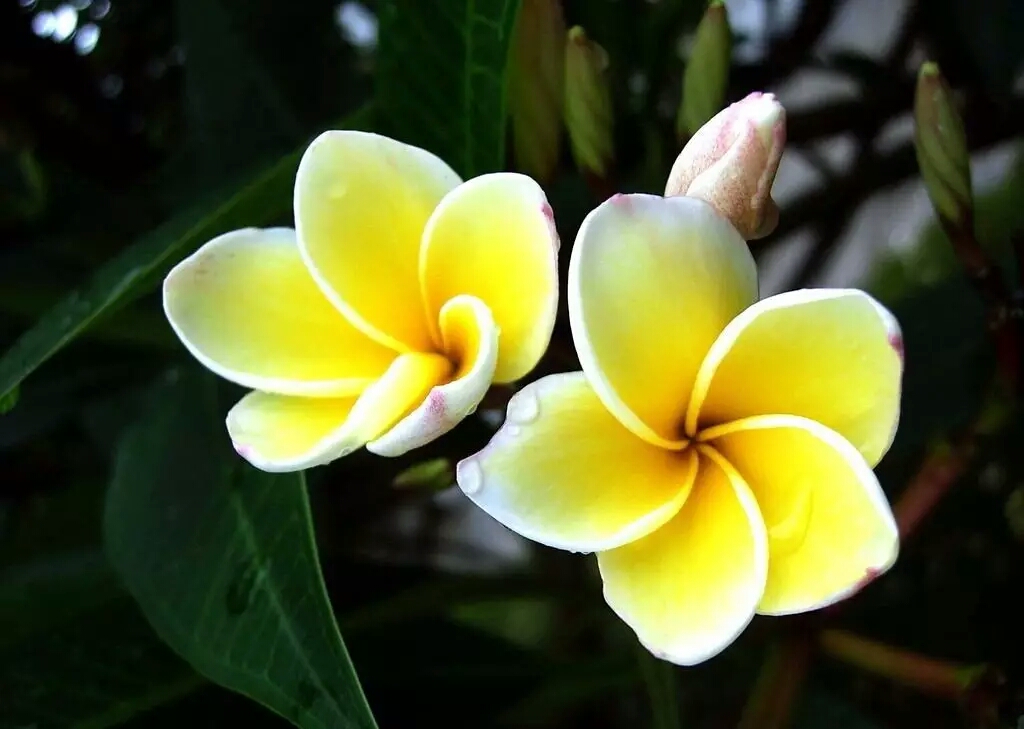 各个国家的国花有什么,各个国家的国花是什么花