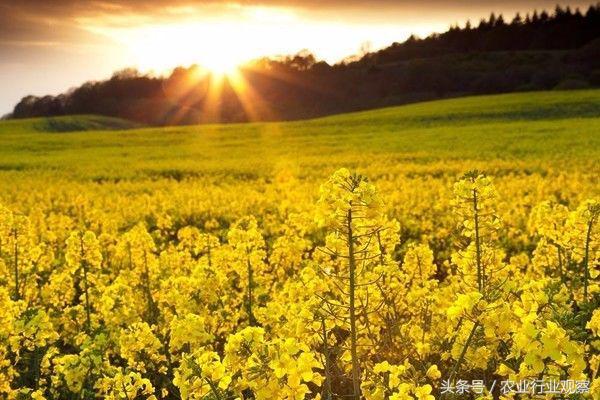 投资农业最好的机会是已经到了吗,农业是下一个投资风口吗