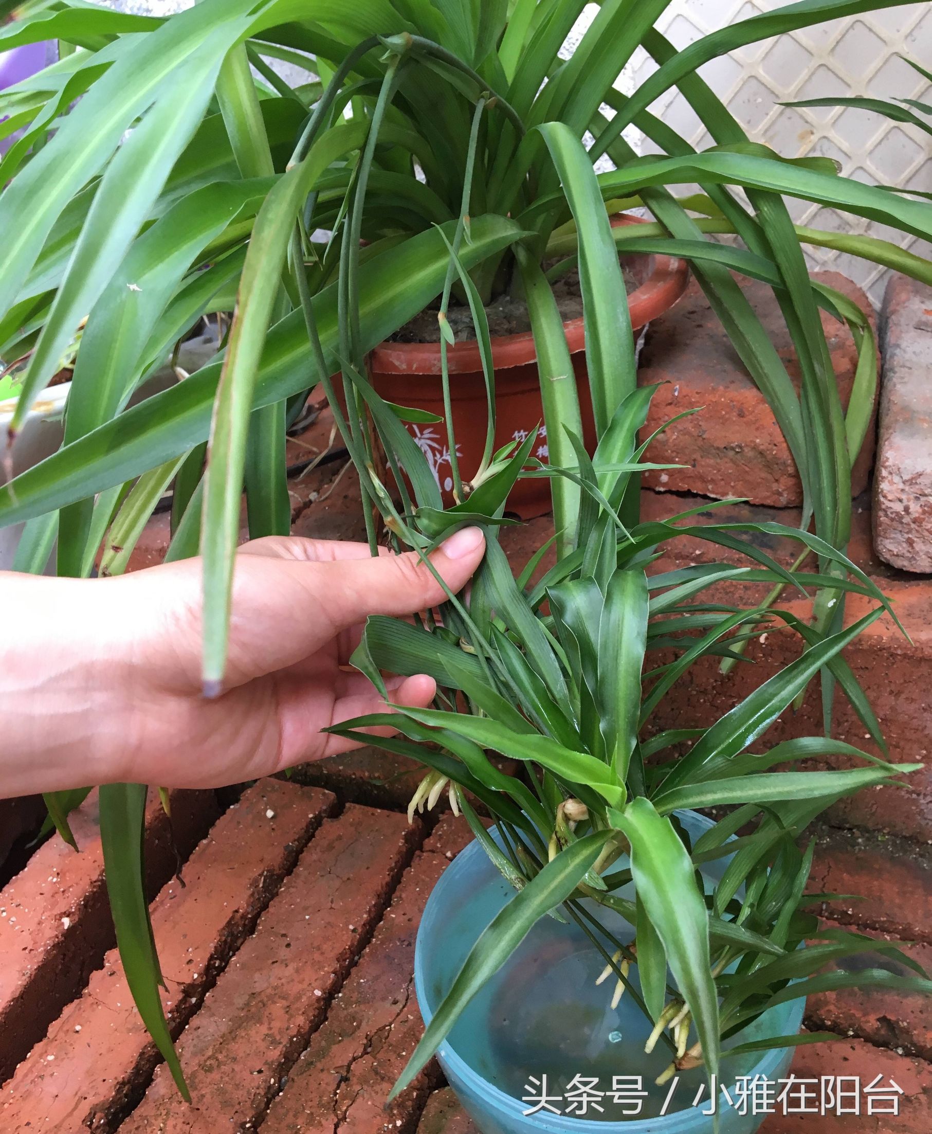 吊兰怎么养才能旺盛容易开花,室内养的吊兰有哪些品种及图片