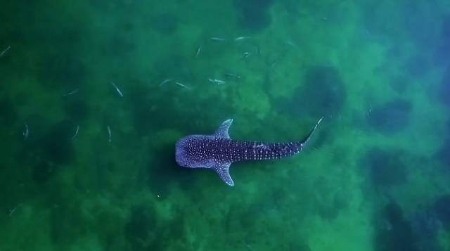 mike帅气腹肌,mike露腹肌