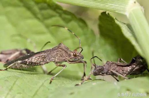 农田益虫,田间益虫到底有多可怕